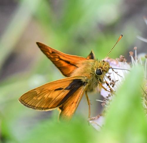 Ochlodes sylvanus